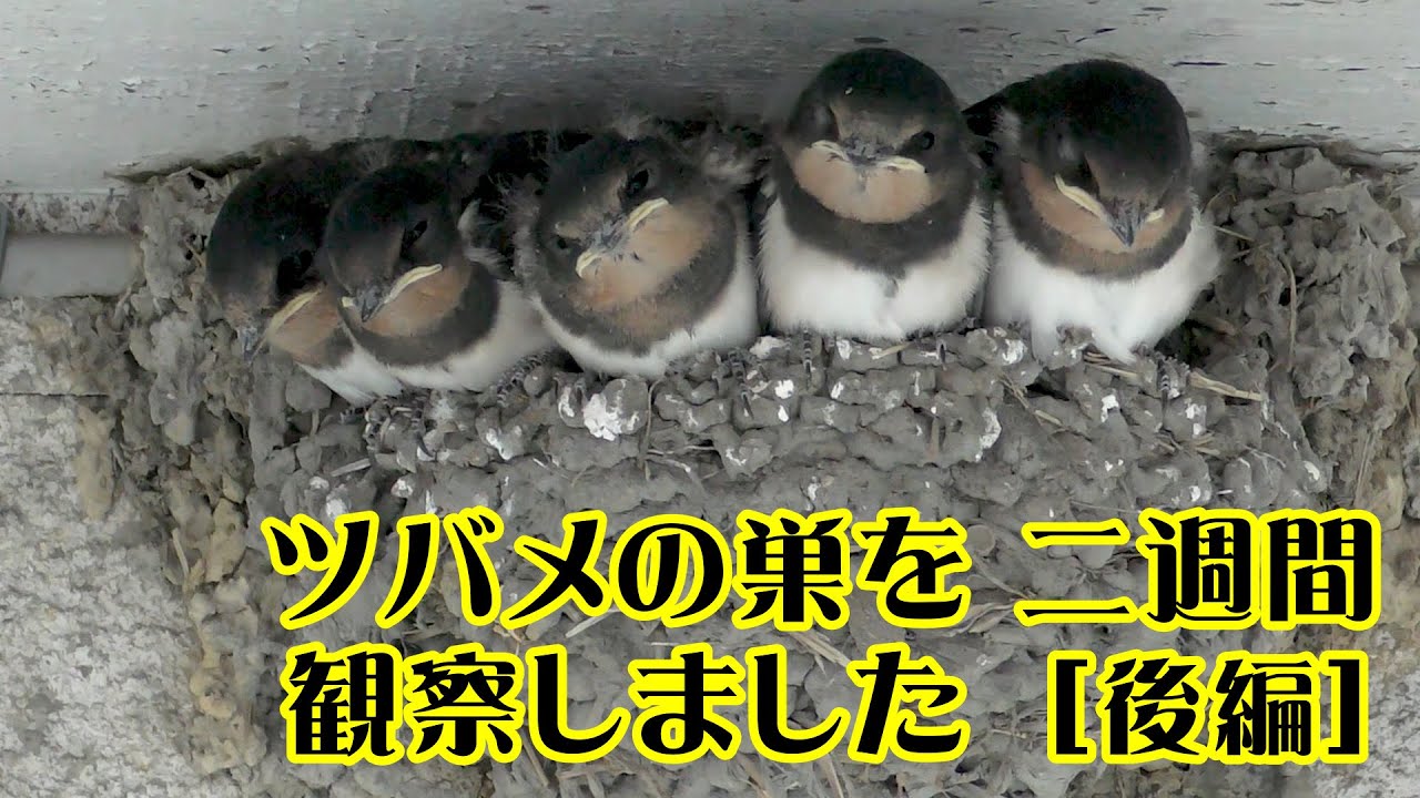 ツバメの巣を二週間観察しました［後編］ - YouTube