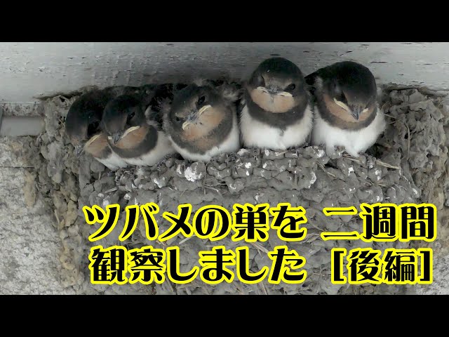 ツバメの巣を二週間観察しました［後編］ - YouTube