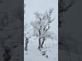 Jannat 😍❄️🏔 #shorts #snowupdate #kashmirnews #sonamarg