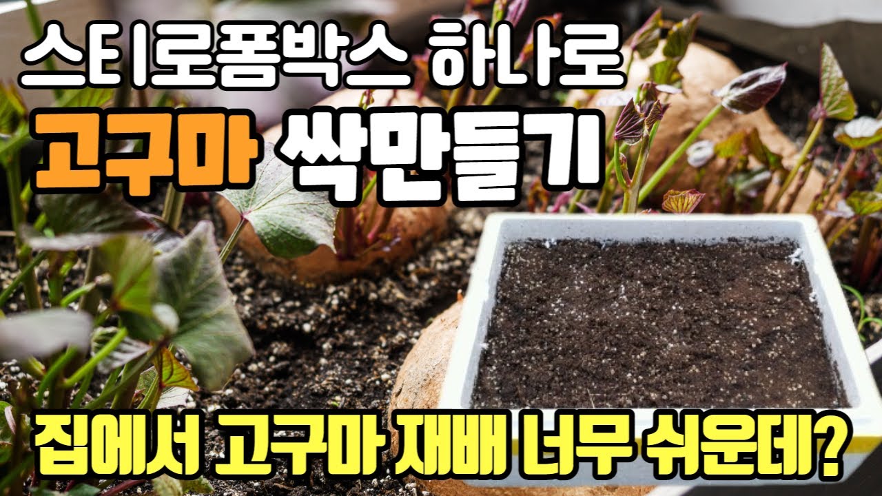 3월 씨고구마 싹 틔우기 방법과 흰비단병 관리방법은?