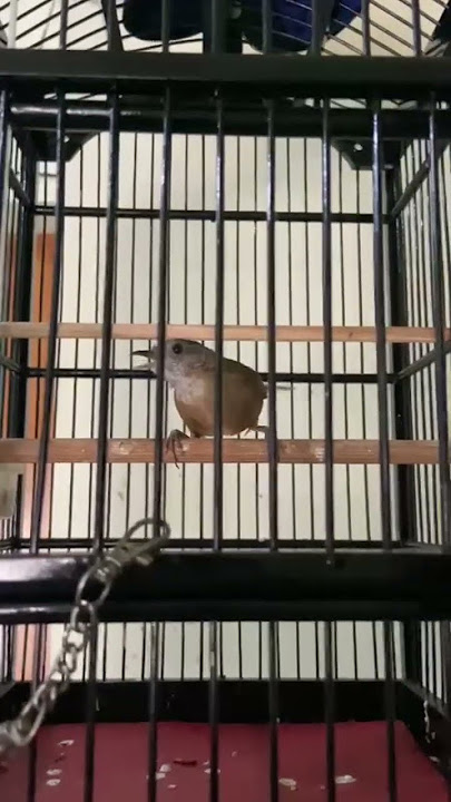 Suara / Kicauan burung wambi / Hwamei Mini / Tieumi / Teumi