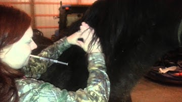 Skill 42: IM injection on horse