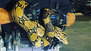 Police Officer Captures Massive Illegal Snake