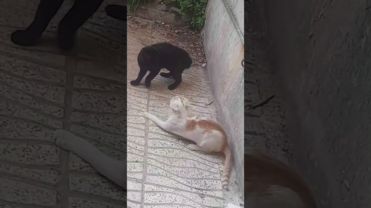 حیوانات خاص 