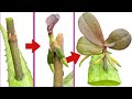 This Miracle Helped Propagate Orchids Quickly