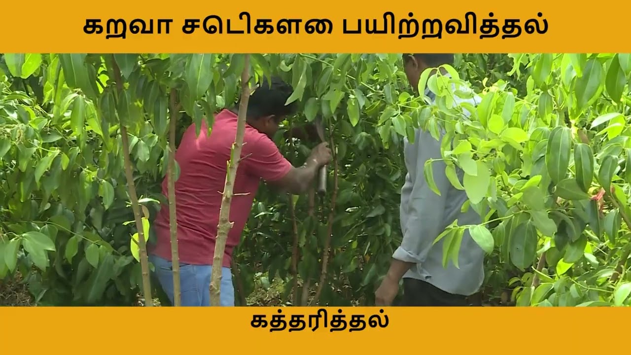 [ExpoSpice] - Cinnamon - Training & Pruning of Plants (Tamil)