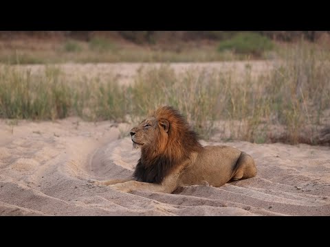 Male Lions are scared to hunt Buffalo.