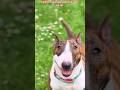 ¿Conoces al Caballero del mundo canino? 🐶 El Bull Terrier