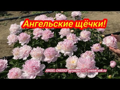 Розовый пион ANGEL