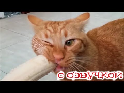 ПРИКОЛЫ С КОТАМИ! СМЕШНЫЕ КОТЫ с озвучкой! УГАРНЫЕ СМЕШНЫЕ ЖИВОТНЫЕ! Приколы с животными! ДО СЛЁЗ!