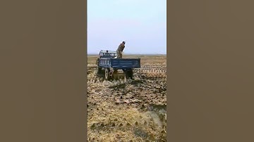 The process of growing beans = good methods are worth sharing