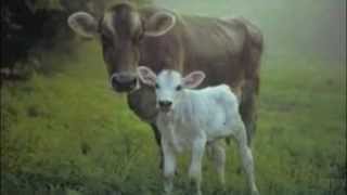 The pasture by Robert Frost