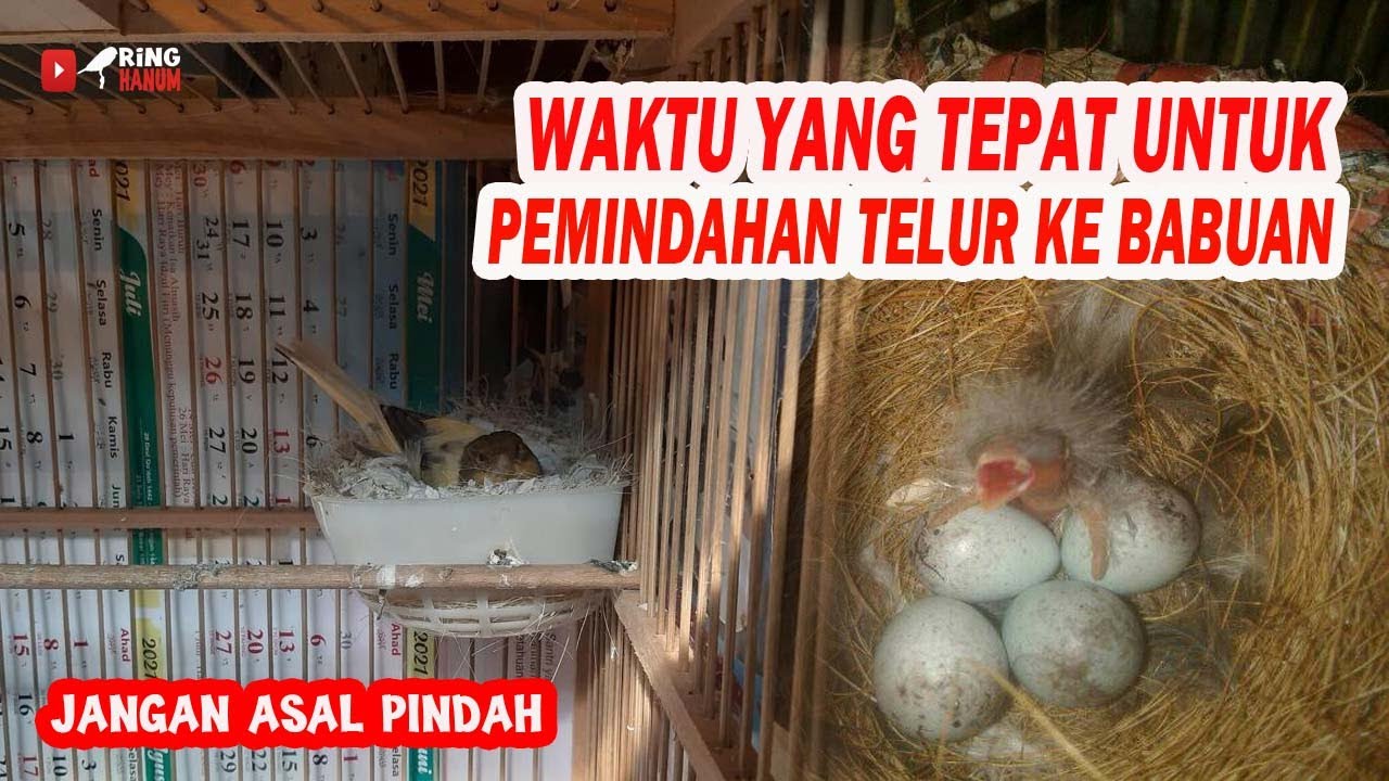 JANGAN ASAL! PAHAMI WAKTU YANG TEPAT UNTUK PEMINDAHAN TELUR KE BETINA BABUAN