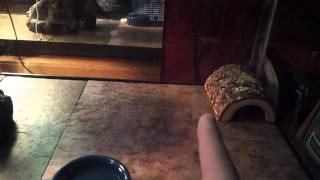 Leopard Gecko Slate Substrate Setup