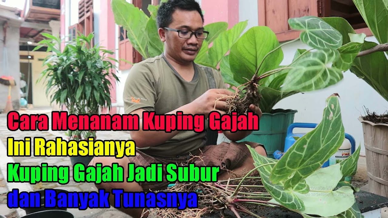 menanam kuping gajah | cara memperbanyak anthurium kuping gajah 