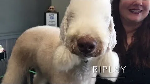 Watch now: Wisconsin dog groomer Deb Compton to co...