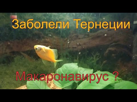 Тернеции и корона вирус