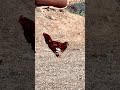 اینم نتیجه دعوا با خروس لاری خروس دامداری 