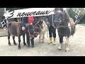 [ SAUVETAGE ] OUPS... ON RENTRE AVEC TROIS PONEYS (ET JE ME FAIT LATTER)