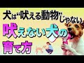 犬が吠えなくなる簡単なコツ!