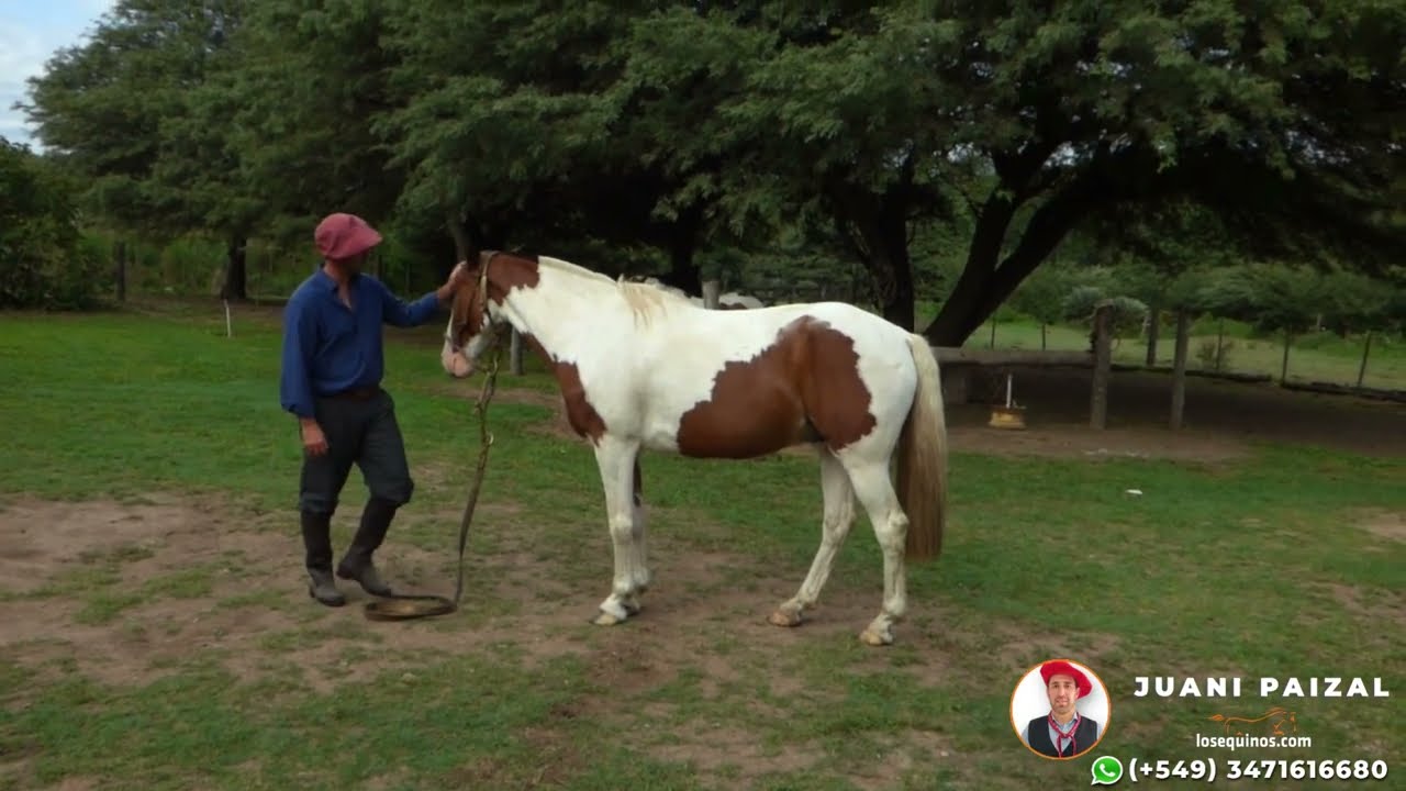Caballo tobiano zaino manso y funcional - $3.200.000 - LOSEQUINOS.COM