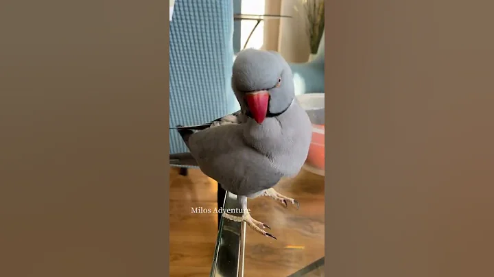 Talking Indian Ringneck parrot- Milo vs baby Alice