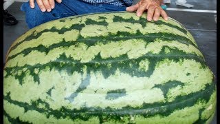Celebrity WORLD'S BIGGEST WATERMELON - GUINNESS BOOK OF WORLD RECORDS 2018-2019-GROWN IN POT Net Worth