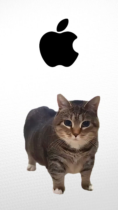OiaCat Iphone Ringtone
