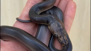 Hatching black reticulated pythons at Bob Clark Reptiles