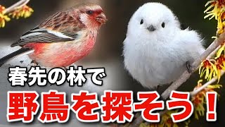 まさに癒しの連続シマエナガと美しい野鳥たちを観察しよう