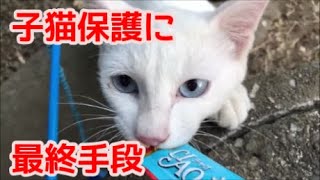 【子猫保護】ビビりな野良子猫を捕まえる最終手段・里親募集中・Part4