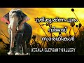     sreekrishnapuram vijay saradhikal  kerala elephant gallery