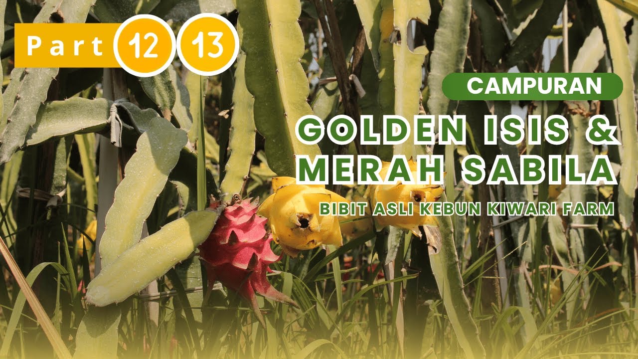 Part 12–13 | Bibit Buah Naga Campuran Golden Isis & Merah Sabila di Kebun Kiwari Farm