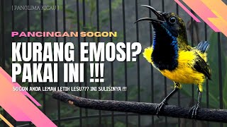 Solusi Sogon Kurang Fighter – Pancingan Bikin Mental Naik #pancingansogon #sogongacor #sogonngobra 