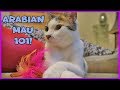 Facts About Arabian Mau - Arabian Mau Cats 101 - Interesting Facts on Arabian Mau Cats