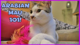 Facts About Arabian Mau  Arabian Mau Cats 101  Interesting Facts on Arabian Mau Cats