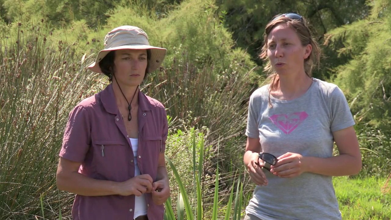 La tortue à tempes rouge : une menace ?