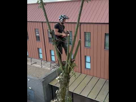 Re-pollarding a mature willow tree