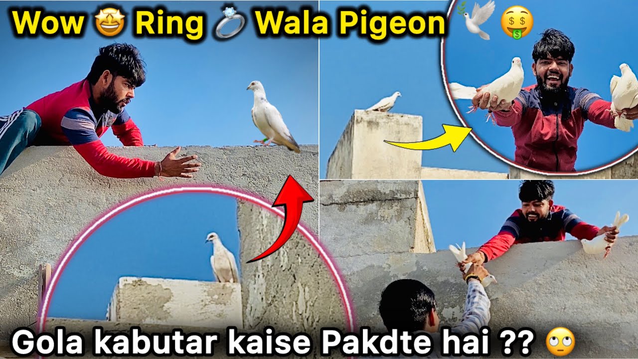 First Tym Gola kabutar Pakdne Gaye 🤑 || Ring 💍 Wala Pigeon Catching 🕊️