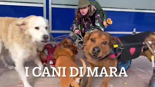 Mara Gobbato, a street artist, and her five dogs are looking for a van.