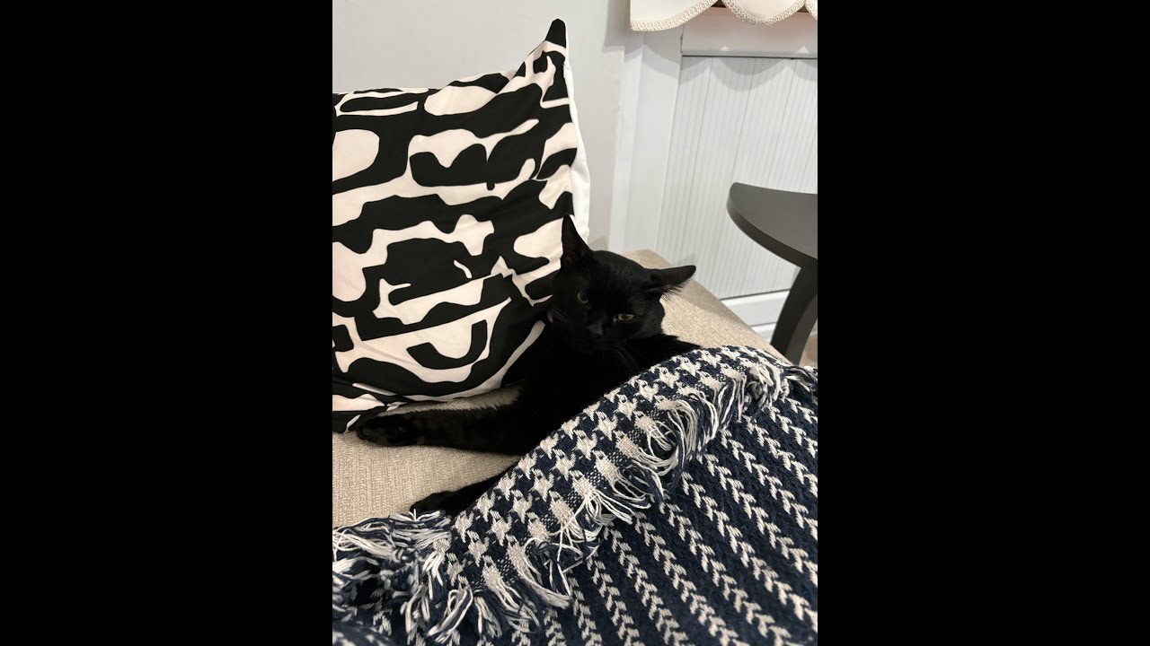 The Adorable Secrets Behind Your Cat's Sleepy Behavior!