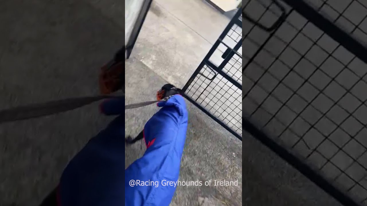 Giddy Up! Lets go Racing!