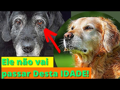 Vídeo: Qual é o tempo de vida de um cão?