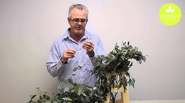 The Mayesh Minute: Seeded Eucalyptus