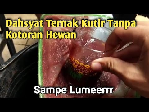 Cara Mudah Ternak Kutu Air Tanpa Kotoran Hewan 