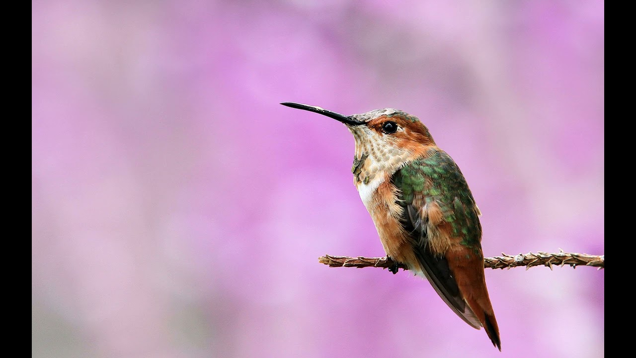 Ahmet Kaya   17   Dost