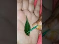 simple latest green leaf🍃 "RITTKA" ❣️name mehandi design✨✨#trending #viral #love #mehandidesigns