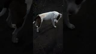 Apbt Pitbull Update Terra And Jack Jan 10Th 2026 Upload Bolio And Chinaman