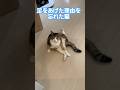 一部だけ静止画になりきれなかった猫#cats