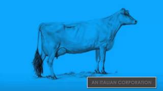 global economy explained through two cows model
